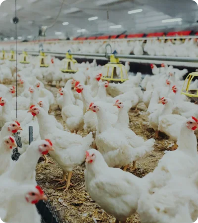 poultry